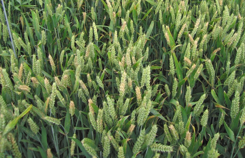 parcelle de blé tendre contaminée par Fusarium graminearum en 2024 en Lorraine