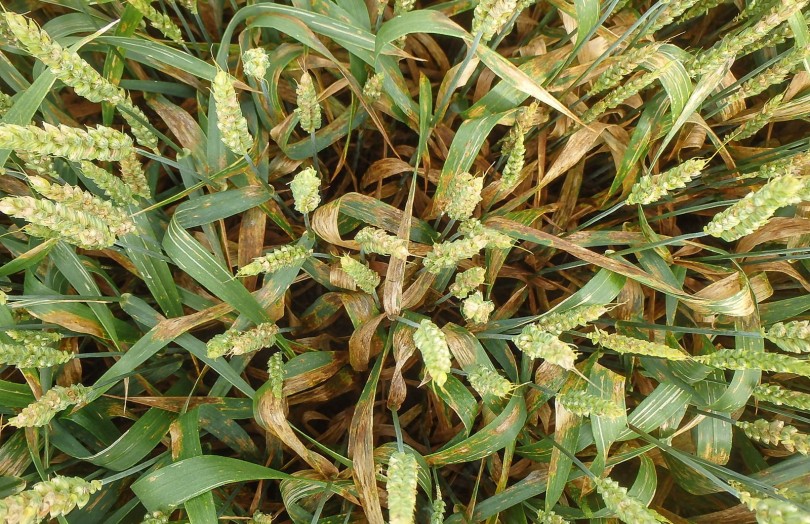 Symptômes de Microdochium spp. sur blé
