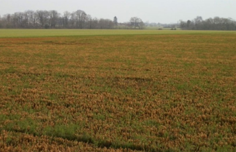 Dégâts de froid sur lin fibre d'hiver : bien observer avant d’agir