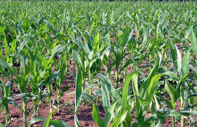 Maïs : réaliser l'apport principal d’azote au stade 6-8 feuilles
