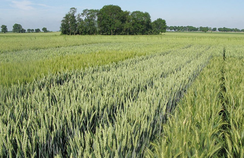 Les variétés de blé tendre: comment choisir? - Agroptima