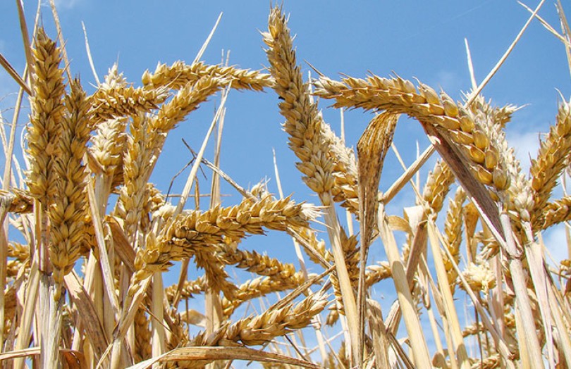 Critères de qualité du grain : un déterminisme climatique complexe
